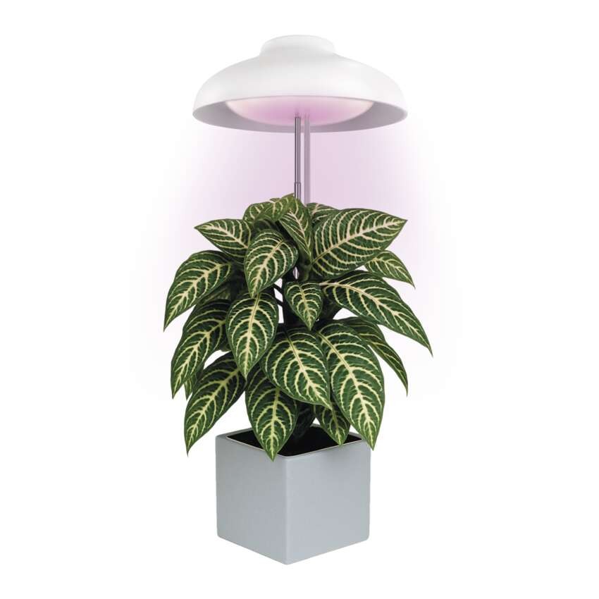 Lampa LED GROW do uprawy roślin 5 W, timer, biała